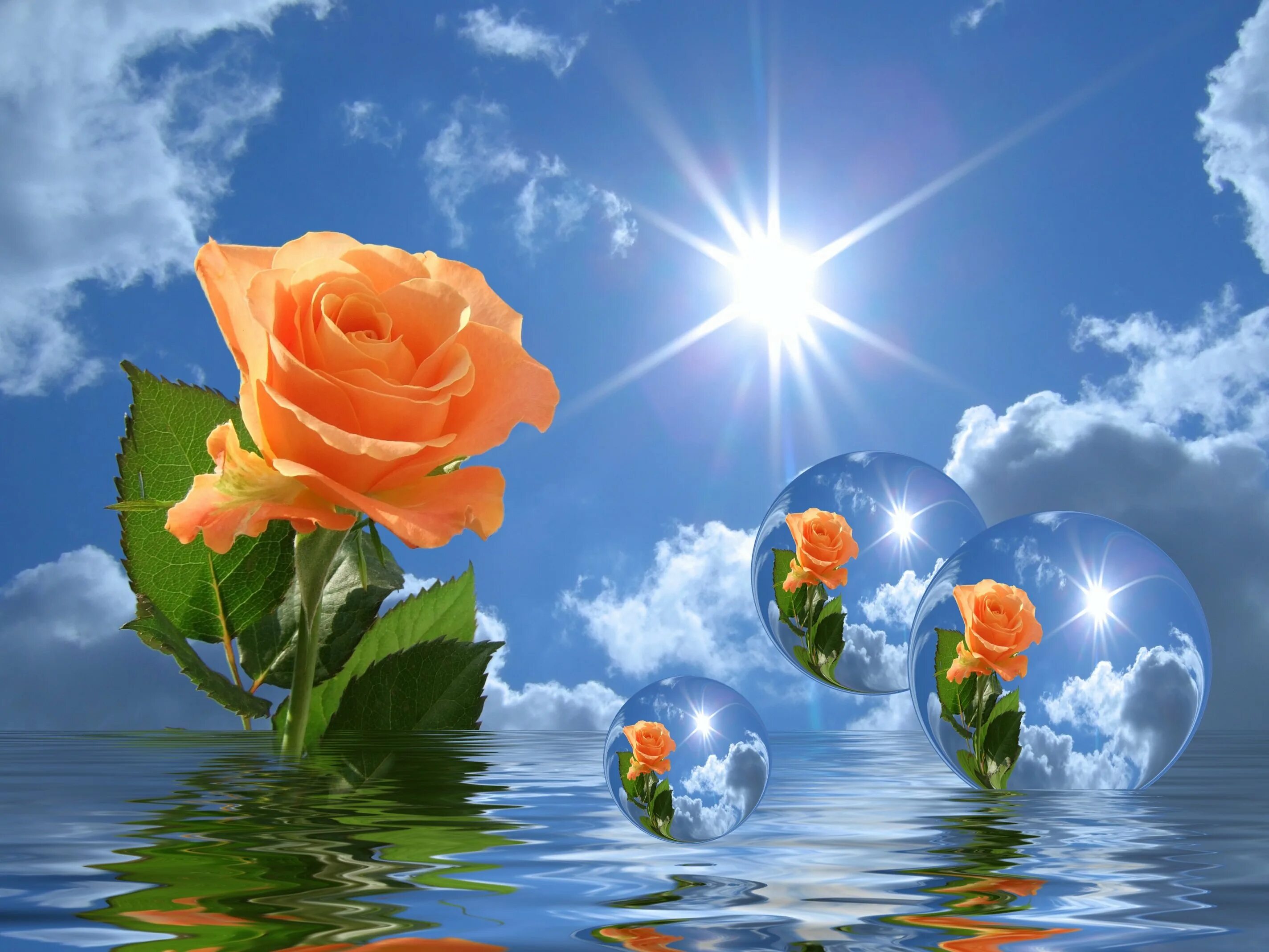 Доброе утро цветы солнце. Цветок-солнышко. Цветы и небо. Цветы и солнце. Море цветов и солнце.