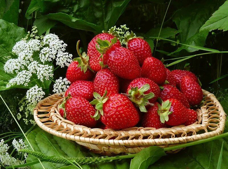 Клубника. Лето ягоды вкусное. Вкусные ягоды. Клубника вишня. Красивые фрукты.