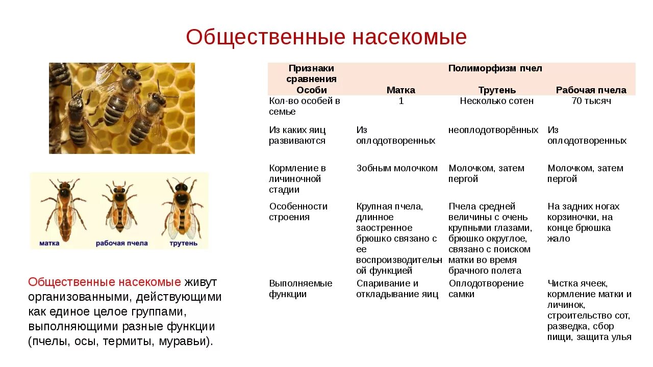 Насекомые сходства и различия. Общественные насекомые пчелы и муравьи. Общественные насекомые пчёлы строение рабочей пчелы. Состав пчелиной семьи схема. Презентация по биологии общественные насекомые пчелы и муравьи.