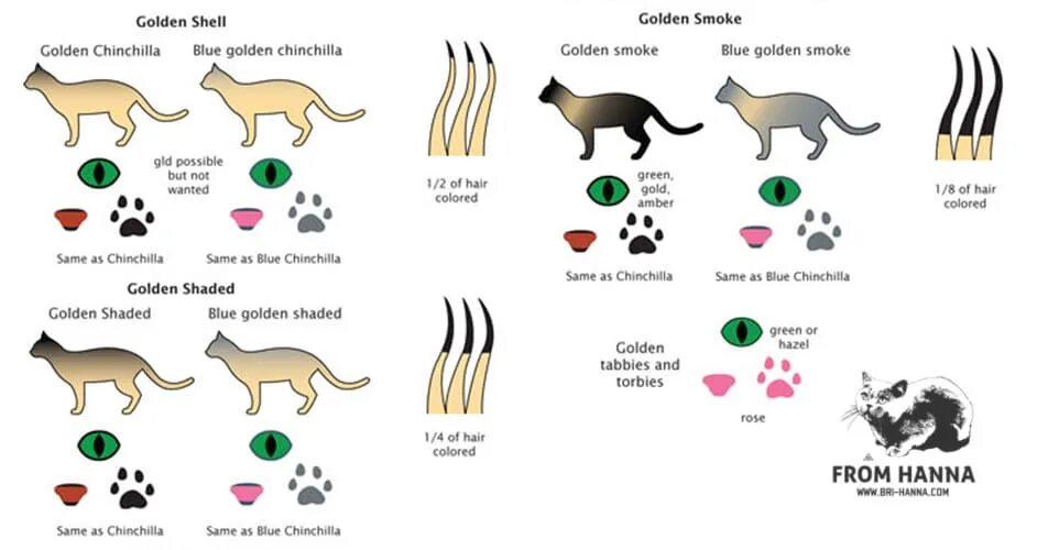 Схема окраса кошек. Окрасы кошек таблица. Цвета глаз у кошек таблица. Окрас золото у кошек. Типы окрасов кошек