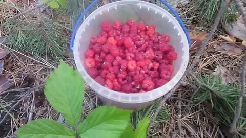 Варенье из костяники