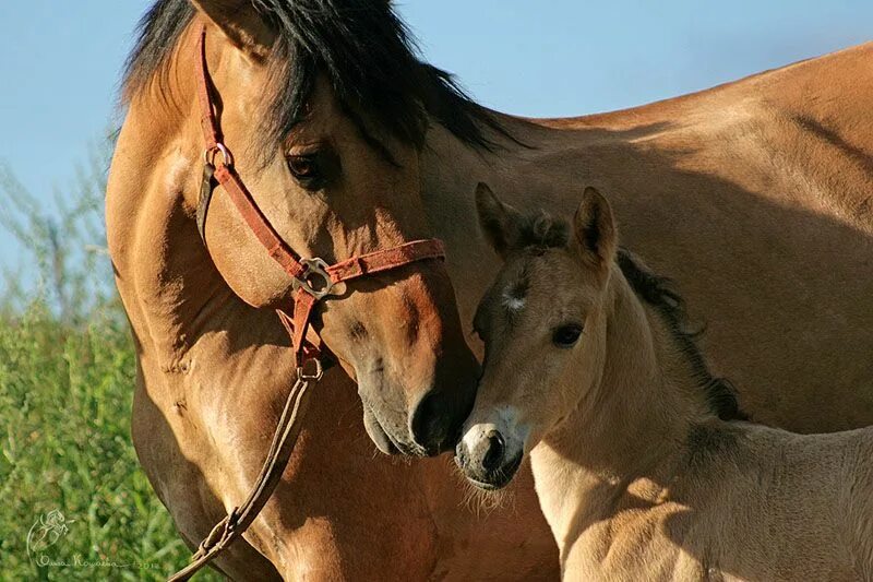 Horse family