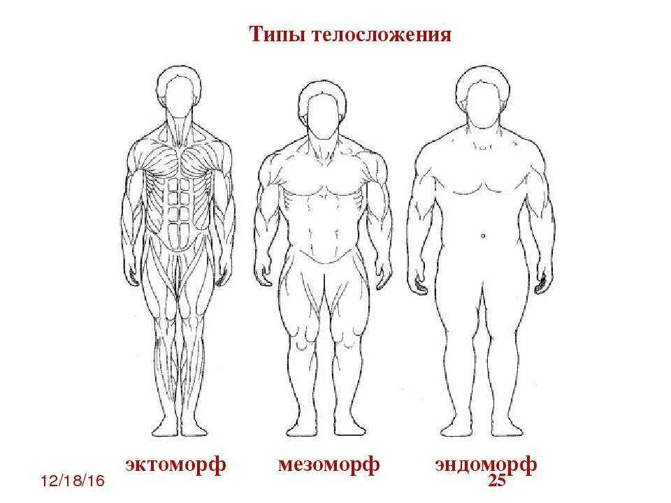 Виды мужской фигуры. Астеник (эктоморф). Типы фигур эктоморф эндоморф мезоморф. Типы телосложения эктоморф мезоморф эндоморф. Тип телосложения мезоморф.