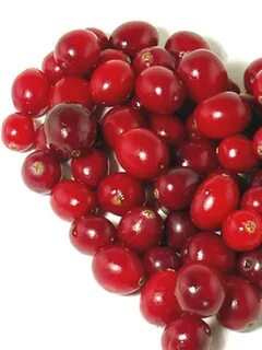 Сорт клюквы пилигрим