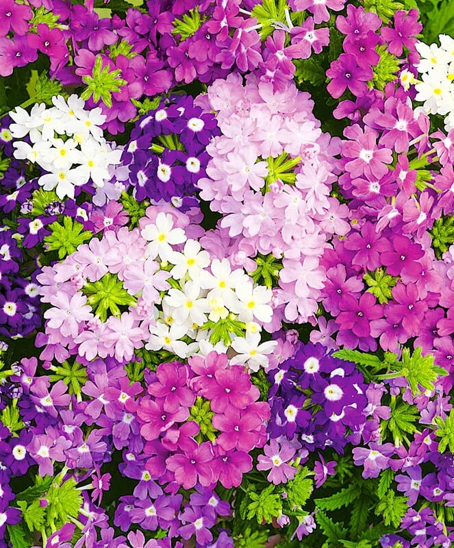 вербена низкорослая смесь. вербена и виола. цветы вербена кварц. вербена бонарская. вербена гибридная идеал.