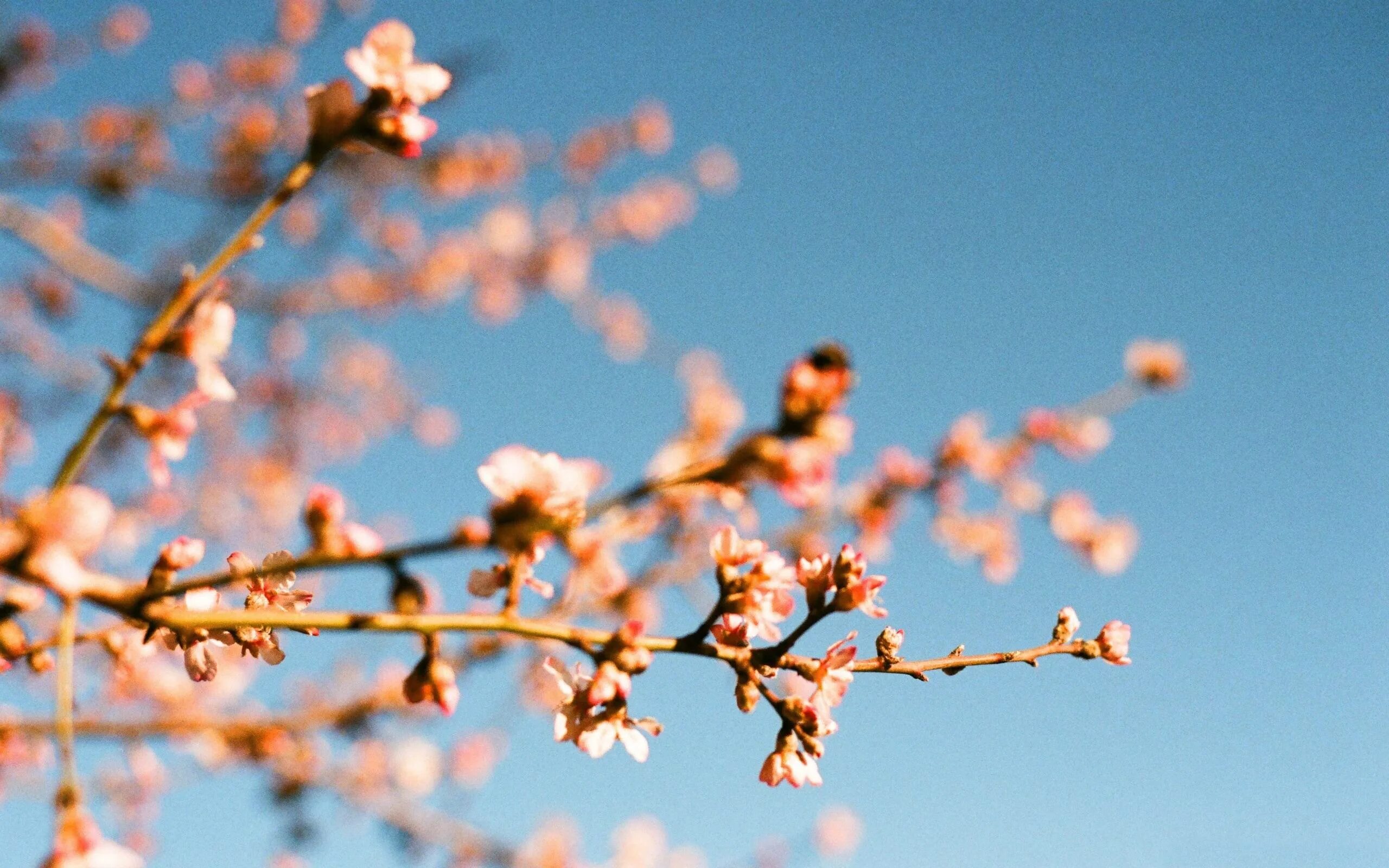 Цветущие деревья Эстетика. Миндаль дерево. Цветущая вишня. Almond blossom