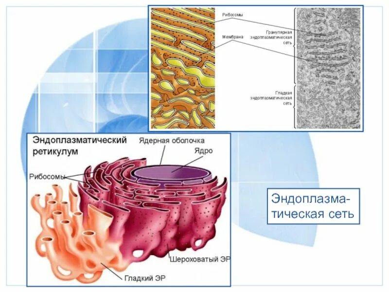 2 функции эндоплазматической сети. Эндоплазматическая сеть ретикулум функции. эндоплазматический ретикулум строение. строение и функции эндоплазматический ретикулум эндоплазматический. эндоплазматический ретикулум у грибов.