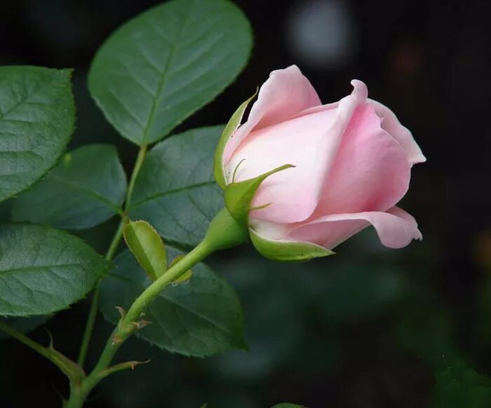 Раскрытый бутон розы. Бутон розовой розы