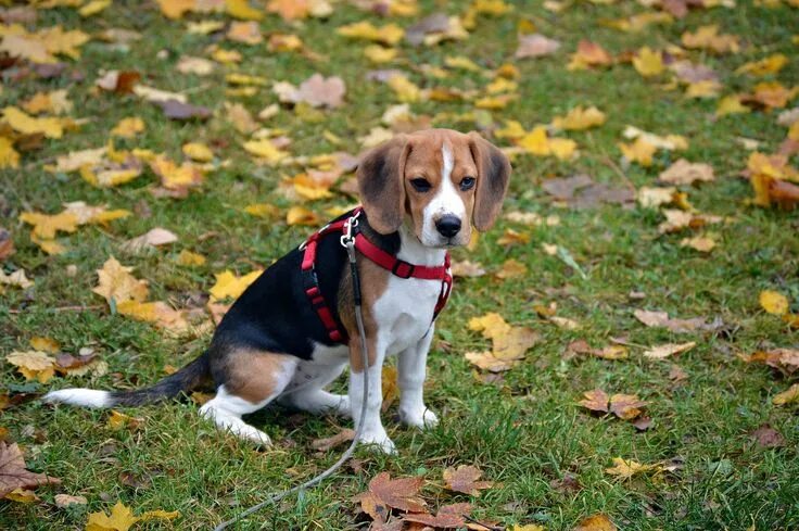 Ready to play ball - such a cute beagle puppy! Dog lovers... #beagle #dogs #pupp