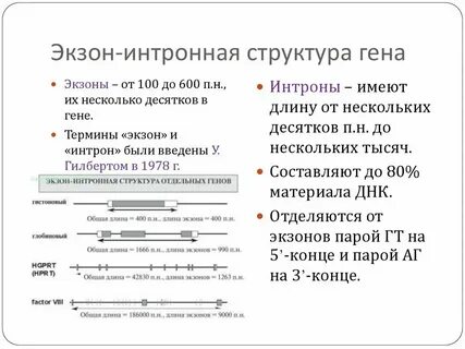 Сайт экзон