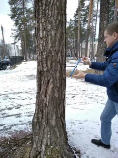 Обследование зеленых насаждений