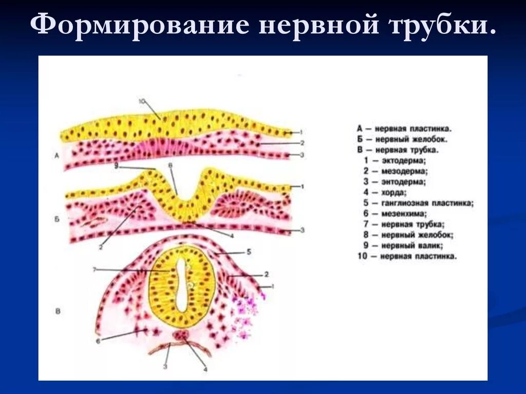 Внутриутробное развитие мозга. Источники развития нервной системы гистология. Зоны нервной трубки эмбриогенез. Схема формирования нервной трубки. Ранние стадии развития нервной системы человека.