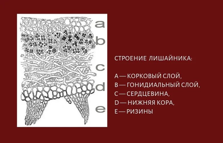 Лишайники плодовое тело. Строение слоевища лишайника. Строение корковых слоев лишайников. Строение лишайника. Строение таллома лишайника.