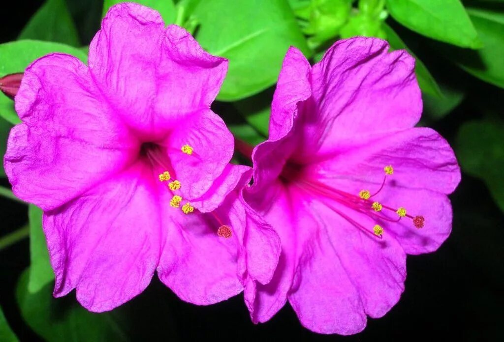 Цветок ночная красавица мирабилис. Мирабилис ялапа цветок.