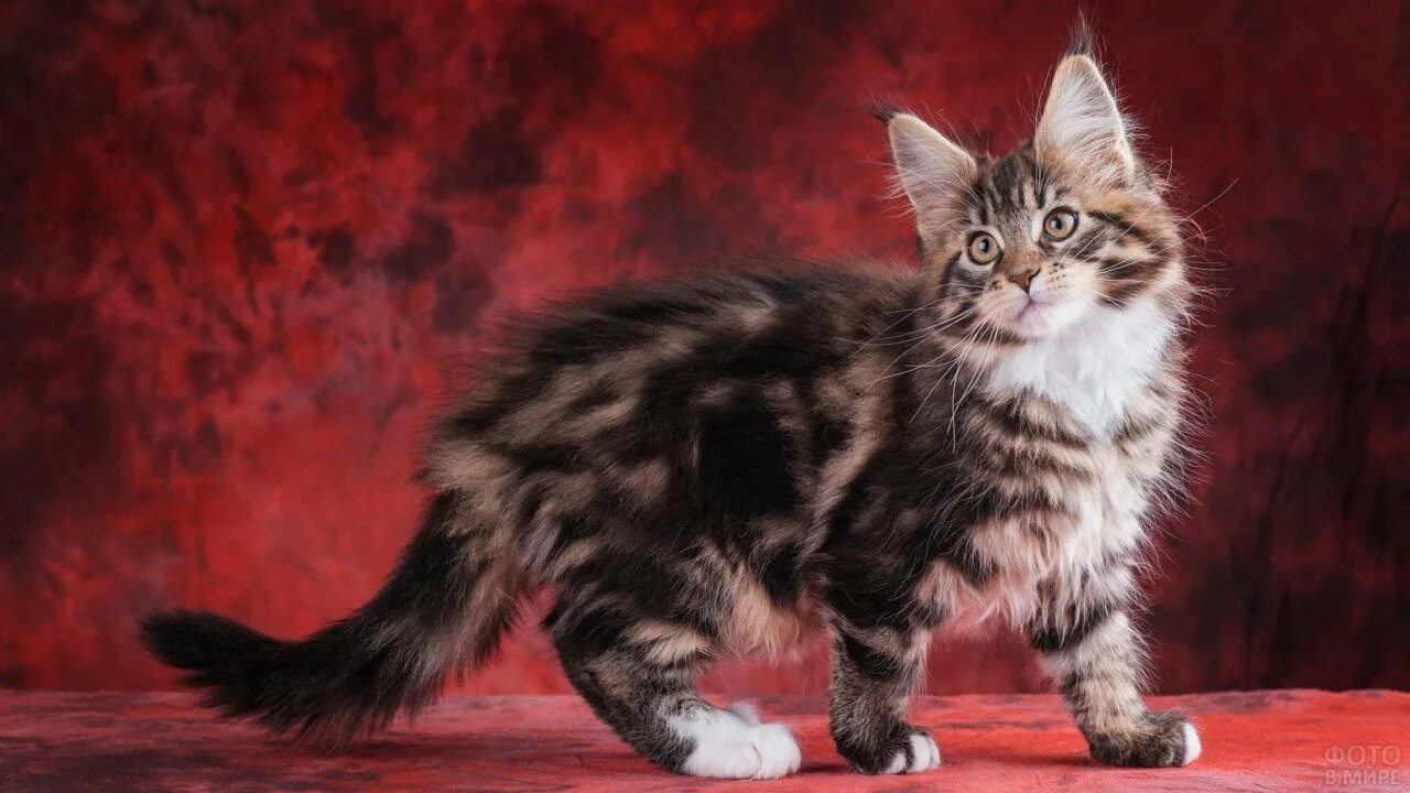 Мейн кун табби котенок. Окрас кота мейн куна. Мейн-кун. Котята породы мейн кун. Окрас кота мейн куна.