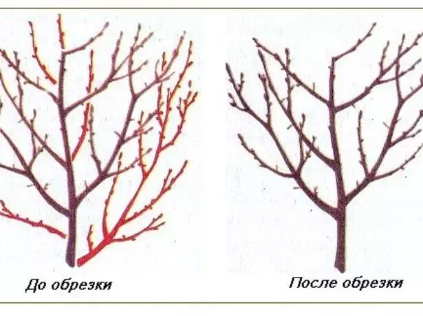 Обрезают ли сливу. Омолаживающая обрезка черешни весной. Обрезка черешни весной схема. Обрезка черешни на омоложение.