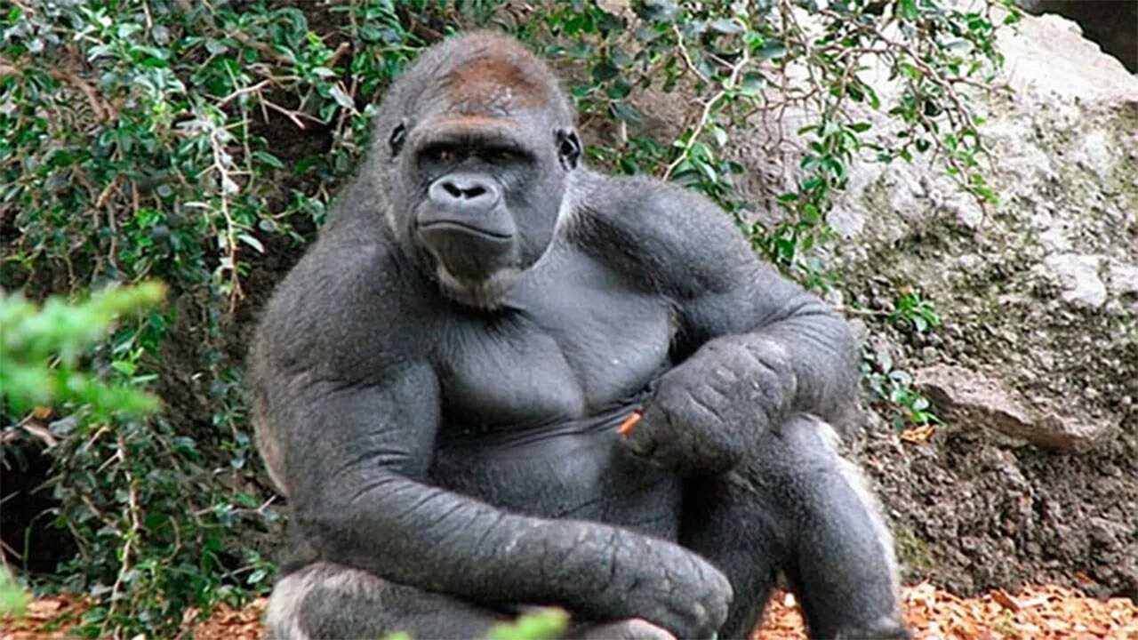 Самец гориллы рост и вес. Альфа самец гориллы. Мускулистая горилла. Обезьяна горилла. Признаки сильного самца