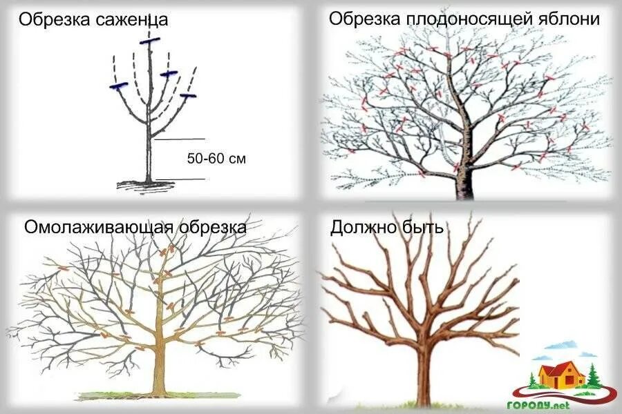 Через сколько лет после посадки плодоносит яблоня