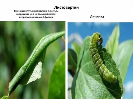 Стадия личинки