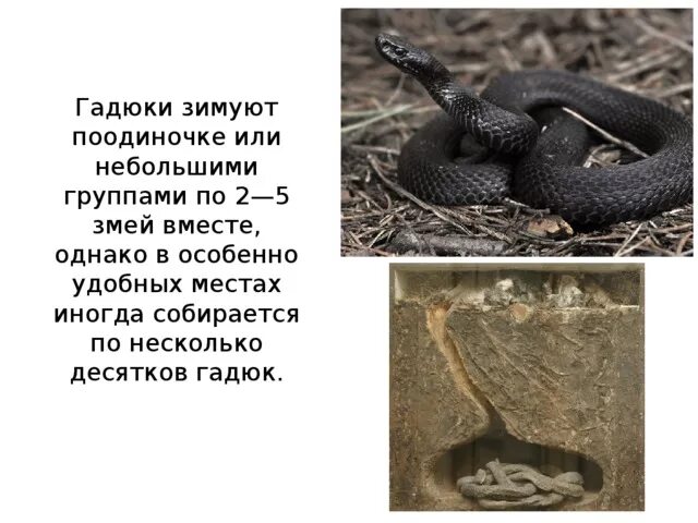 Змеи проснулись после зимней спячки в Ленинградской области - KP.RU