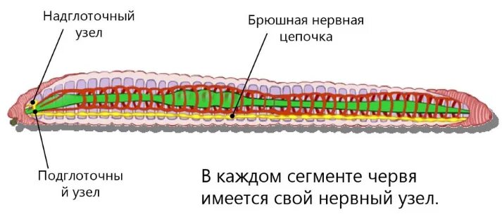 Пищеварительная система плоских круглых и кольчатых червей. Нервная система лестничного типа у круглых червей. Пищеварительная система кольчатых червей. Нервная система лестничного типа у каких червей.