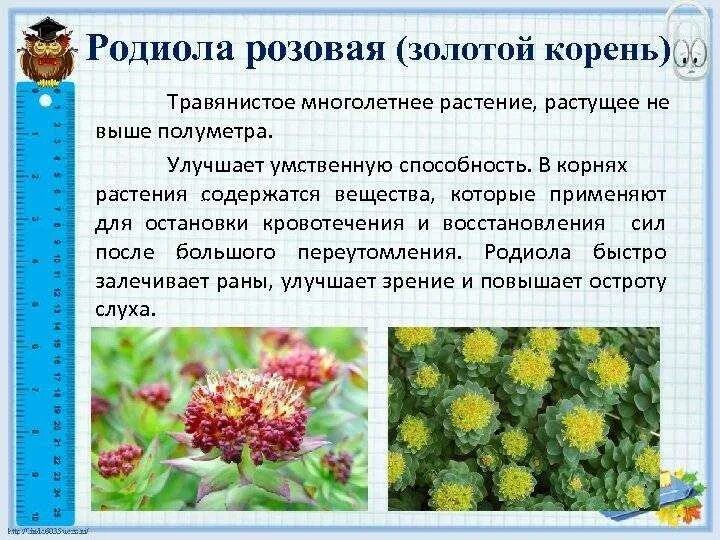 Родиола розовая свойства и противопоказания цена. Золотой корень родиола цветы. Родиола розовая описание. Растение родиола розовая (золотой корень). Радиола розовая золотой корень.