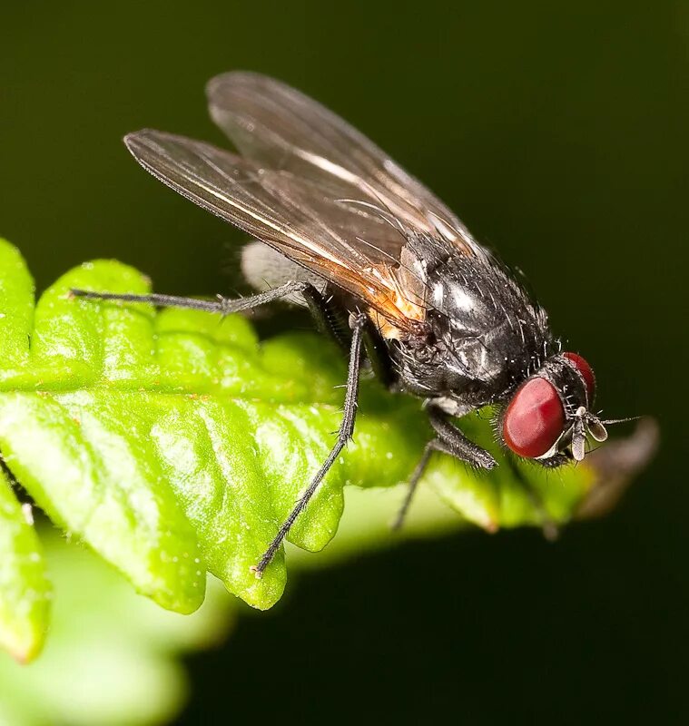 Мух ду. Muscidae настоящие мухи. Сем. Мухи (Muscidae. Муха семейства Calliphoridae. Базарная Муха.