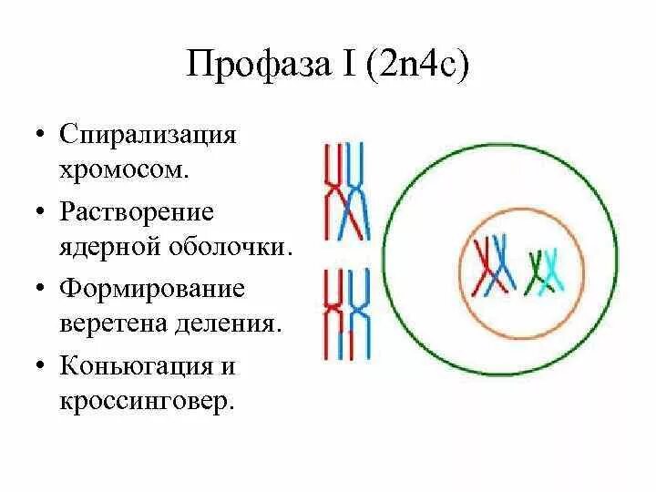 Спирализация хромосом происходит в какой фазе. Профаза хромосомы спирализуются. профаза спирализация хромосом. процесс спирализации хромосом. кроссинговер в профазе.