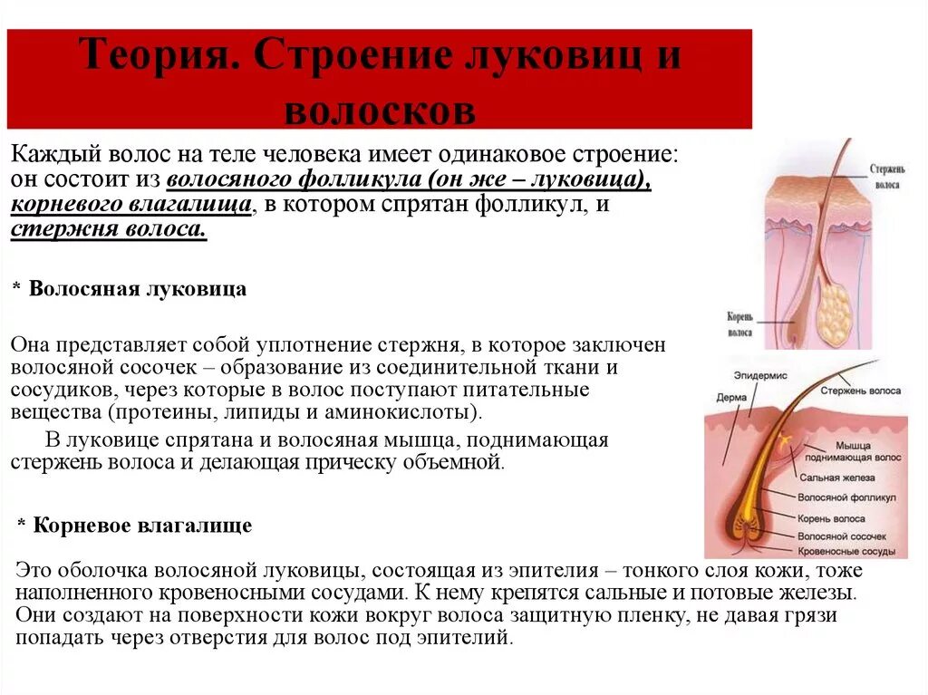 Строение и функции волосяной луковицы. Волосяной фолликул и луковица. Строение луковицы волоса. Строение волосяного фолликула.