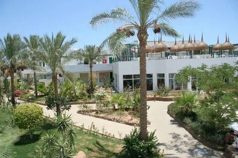 Пальма шарм эль шейх