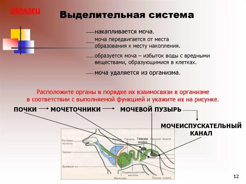 Система органов животных выделительная система. Схема органов выделительной системы животных. Функции выделительной системы животных. Функции выделительной системы органов животных.