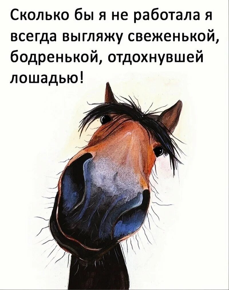 Хочу работать лошадь. Уставшая лошадь. лошадь работает. лошадь председатель. поговорка про лошадь и председателя.