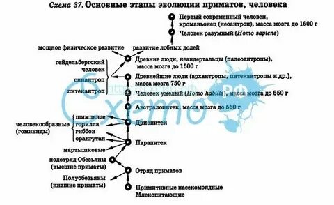Этапы эволюции биология 9 класс