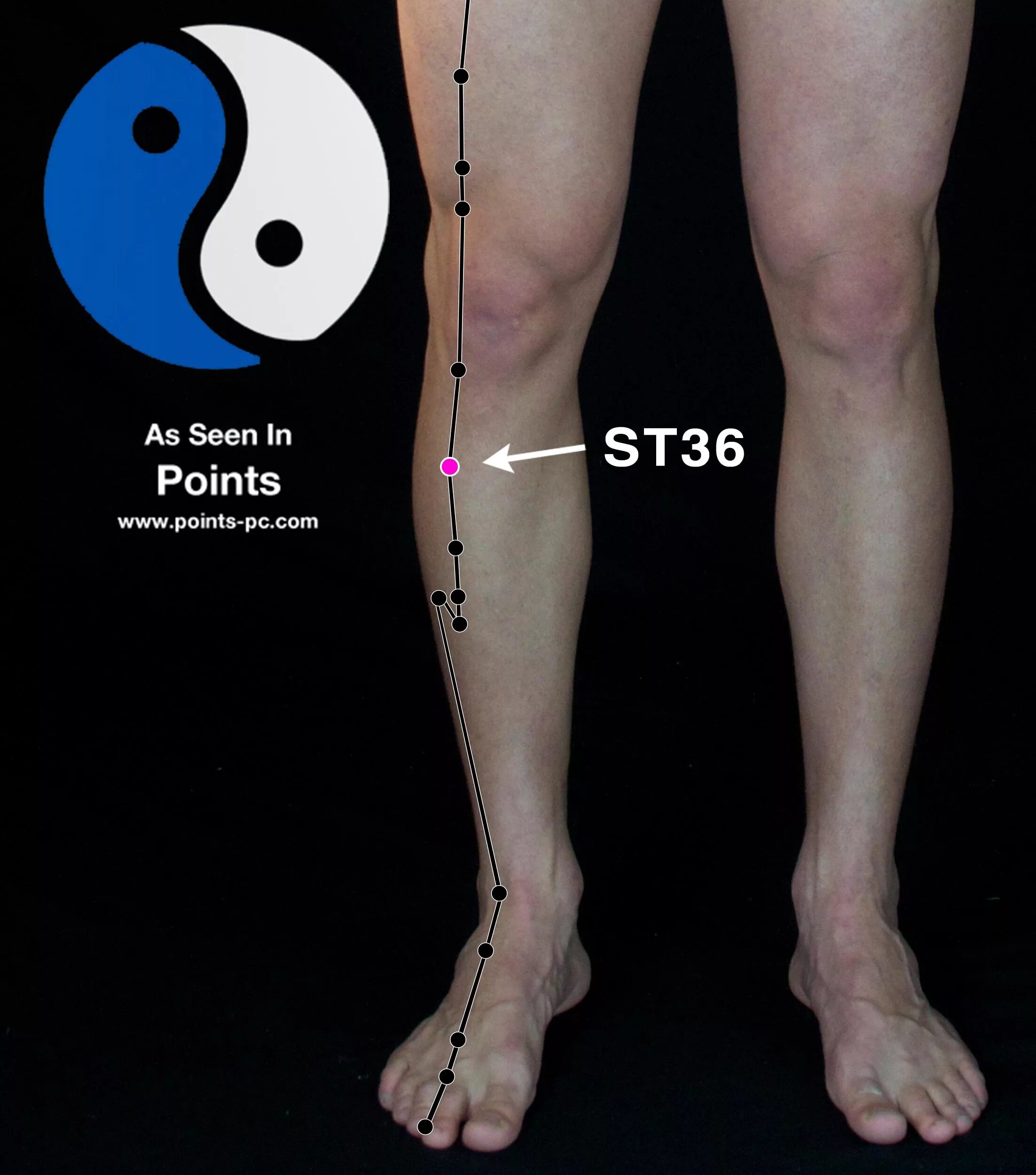 Leg point. Точка st36 акупунктуры. точка st36. acupuncture points.