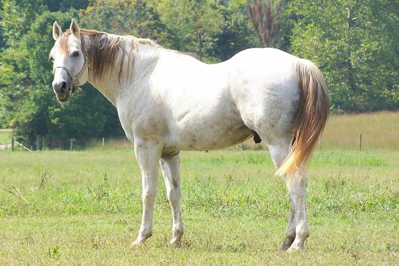 Норикийская порода лошадей. Породы коней список. Разнообразие пород лошадей. Англо терская порода лошадей. Конь терской породы.