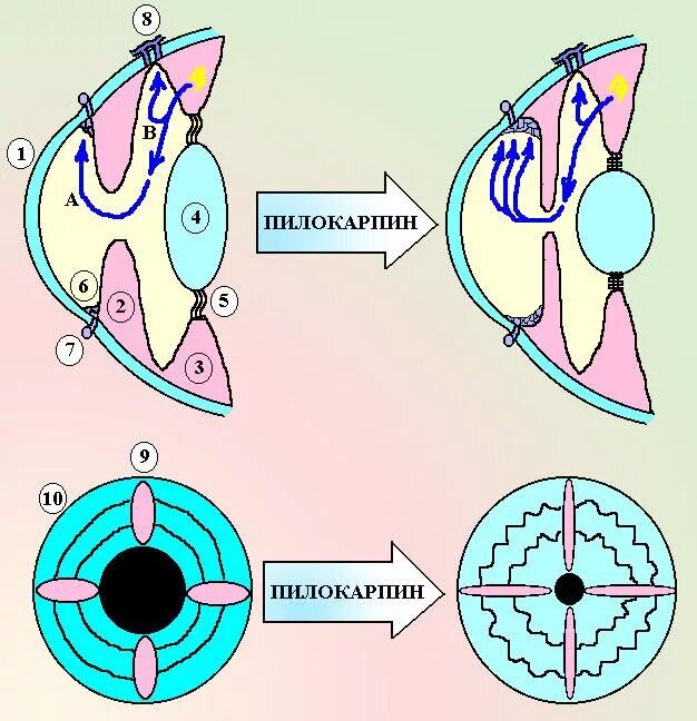 Действие глазами. Эффекты пилокарпина на глаз. Влияние м холиномиметиков на глаз. Влияние пилокарпина на глаз. Механизм действия пилокарпина на глаз.