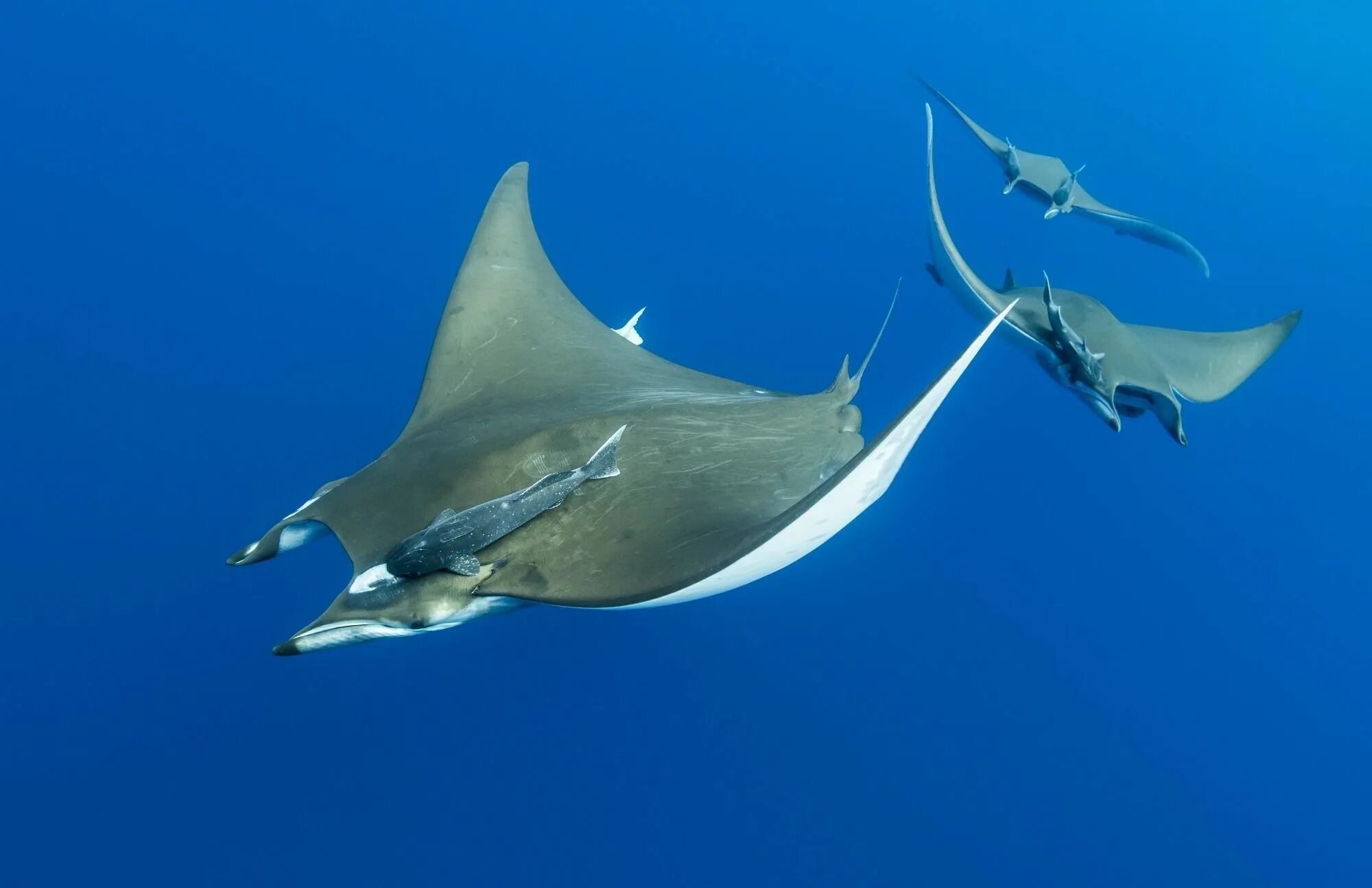 Общая характеристика скатов. Хвостокол выделительная система. Внутреннее строение ската хвостокола. Скат рыба строение. Внутреннее строение электрического ската.