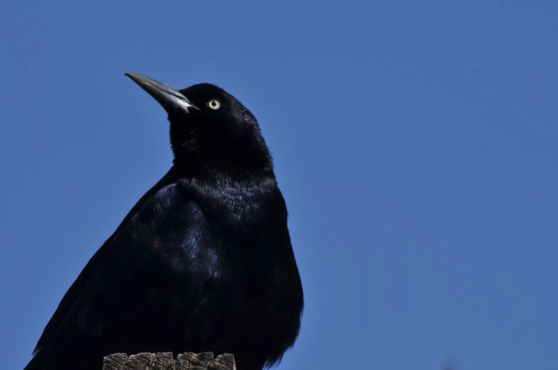 Черная птичка. Черная птица с черным клювом. Черная птица с тонким клювом. Маленькая черная птица с черным клювом.