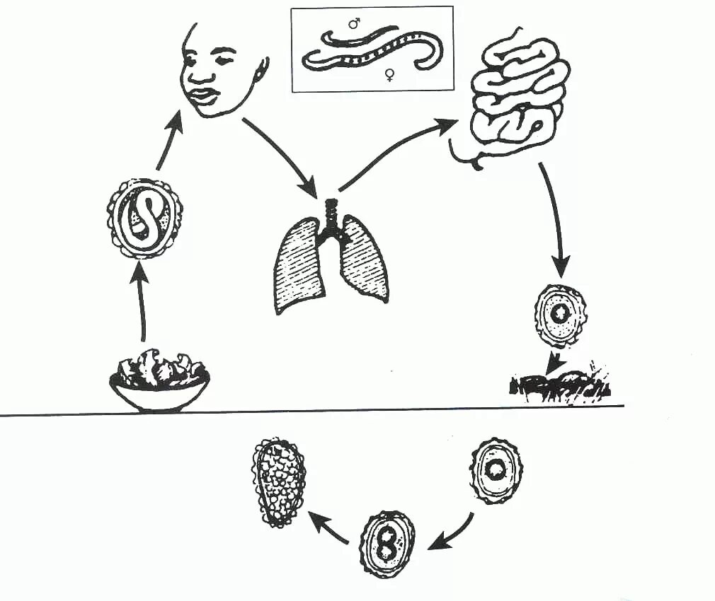 Жизненный цикл аскариды человеческой схема. Цикл развития человеческой аскариды рисунок. Схема размножения аскариды. Круглые черви цикл развития аскариды.