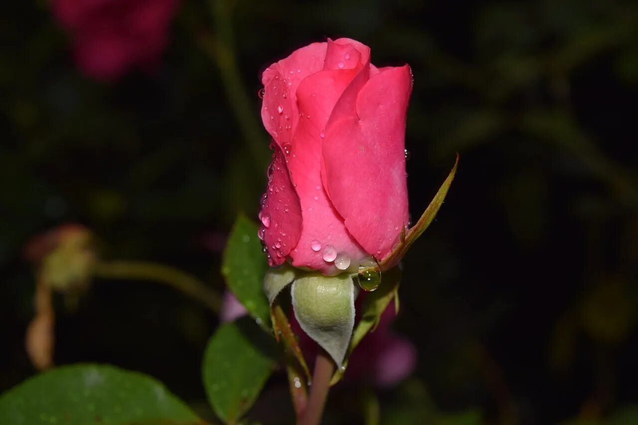 бутон голландской красной розы. нераскрывшийся бутон розовой розы. распускающийся бутон. нераспустившийся бутон. роза полубутон.