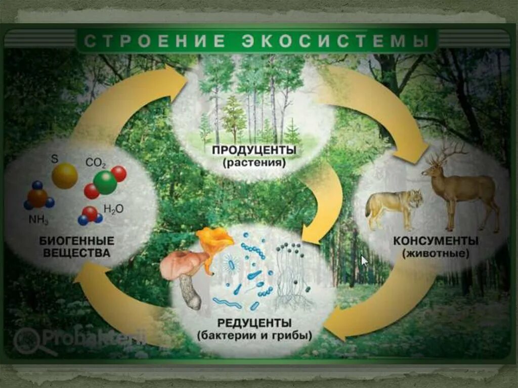 В естественной экосистеме круговорот веществ. Круговорот веществ в экосистеме. Продуценты в природе. Биогенные вещества продуценты. Биосфера продуценты консументы редуценты.