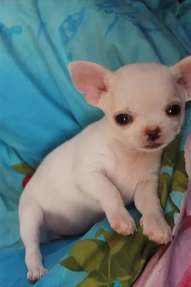 Чихуахуа калуга. Чихуахуа. Найден чихуа. Щенок чихуахуа 1 месяц. Чихуахуа калуга.