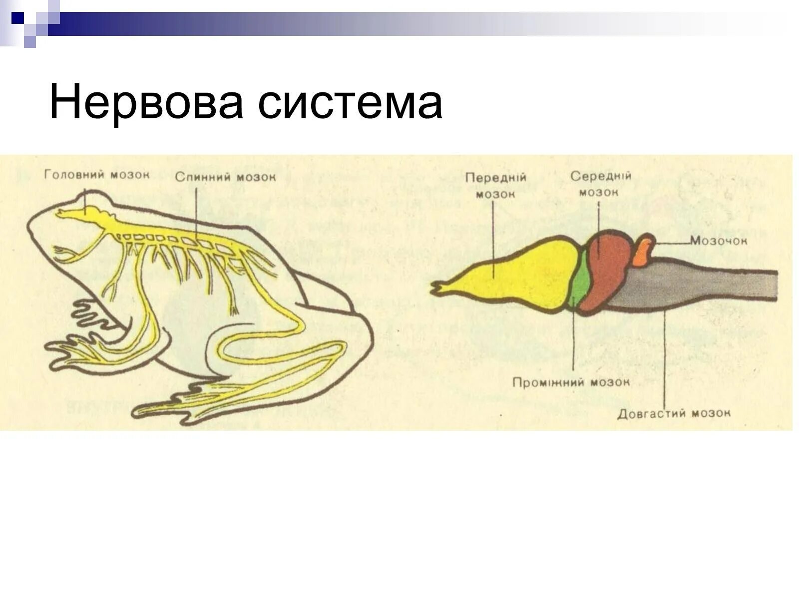 Мозг амфибий и рептилий. Строение нервной системы лягушки. Головной мозг земноводных. Нервная система Жабы. Нервная система земноводных.