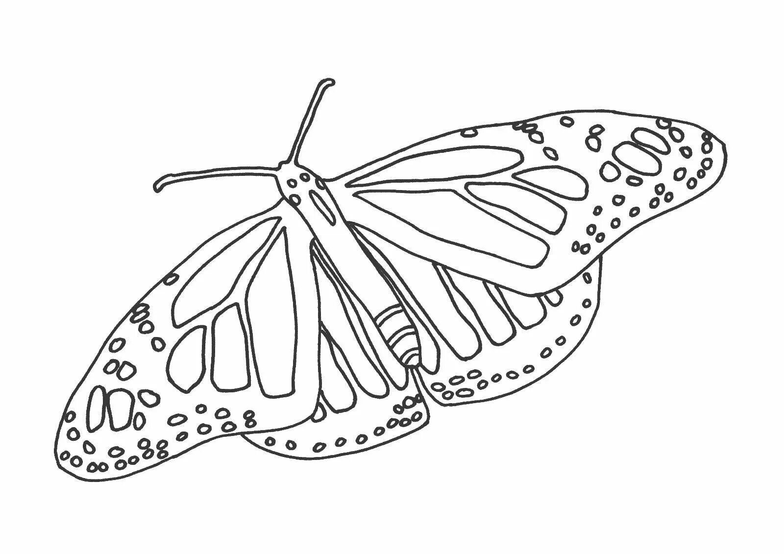 Раскраска "бабочки". Бабочка для раскрашивания. Бабочка рисунок раскраска. Рисунок бабочки для раскрашивания. Насекомые раскраски для детей 4 5 лет