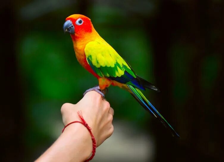 Включи говорящего попугая. Австралийский певчий попугай. Певчий попугай окрасы. Оранжевый попугай. Оранжевый певчий попугай.