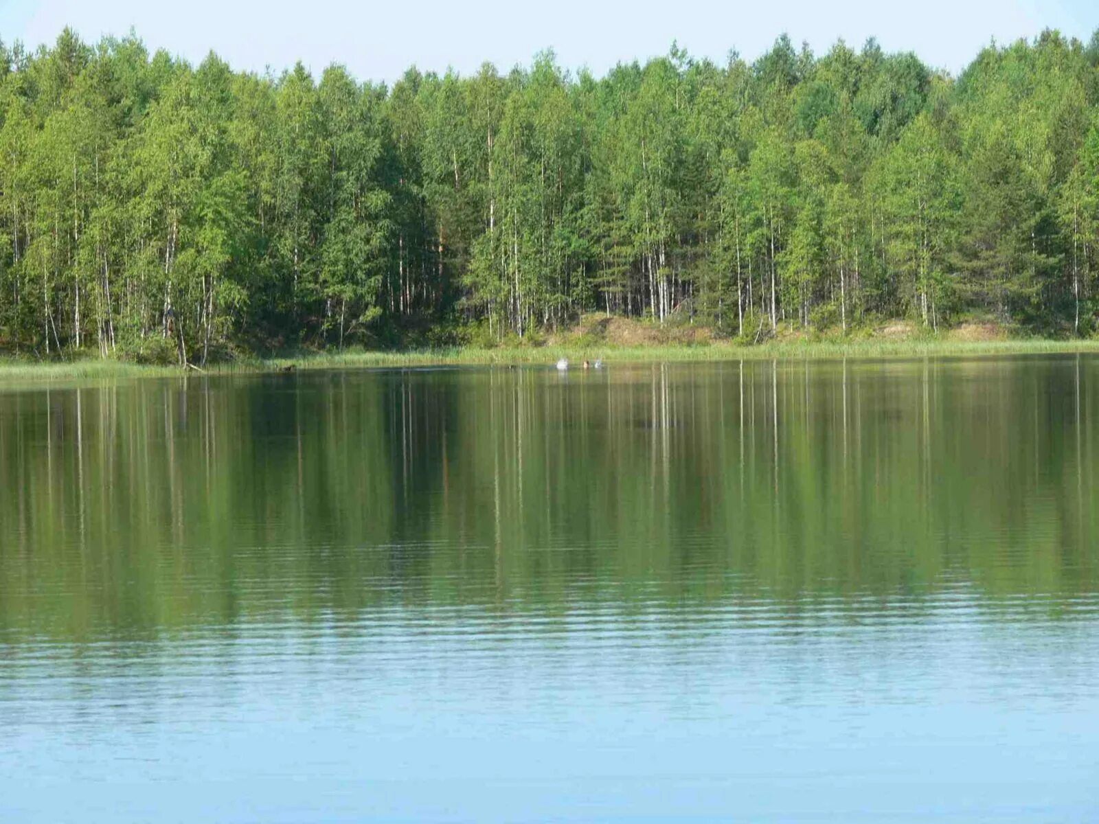 Поселок чусовское озеро. Чусовское озеро Пермский край. Озеро Чусовое Пермский край. Поселок Чусовское озеро Екатеринбург. Чусовское озеро Чердынский район.