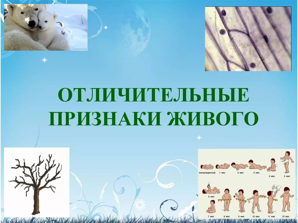 Урок многообразие и значение животных
