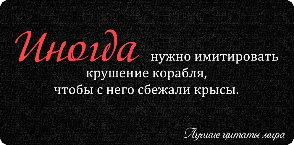 Крыса цитаты. Цитата про крыс людей со смыслом. цитаты про крыс. цитаты со смыслом про наглость. цитаты про людей крыс.