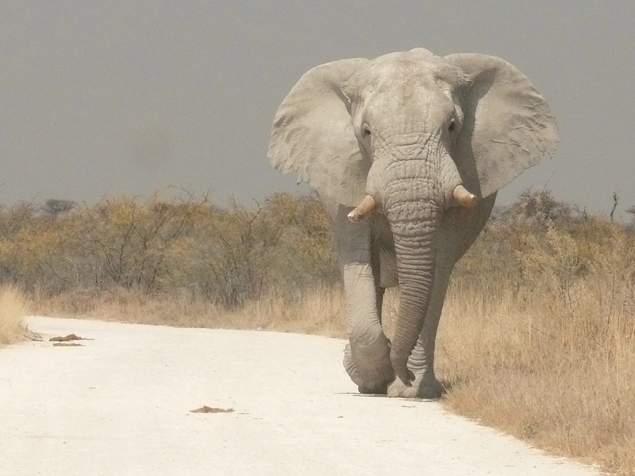 Белые слоны. Саванный слон. Elephants time