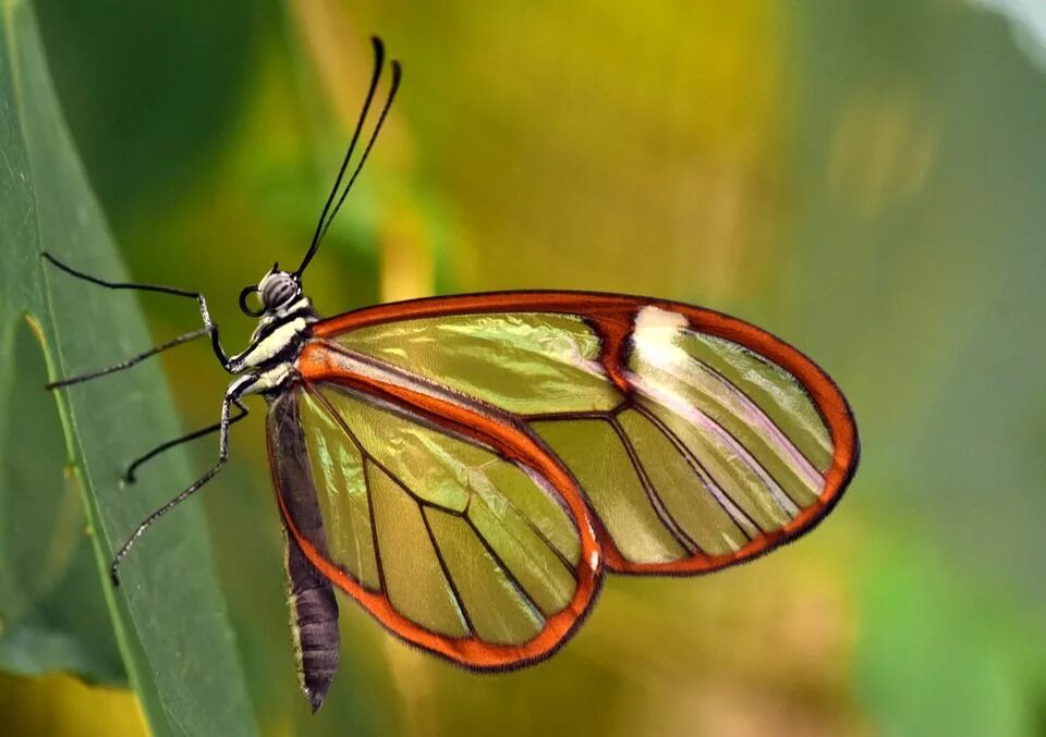 The Glasswinged Glasswinged butterfly, Butterfly, National geographic